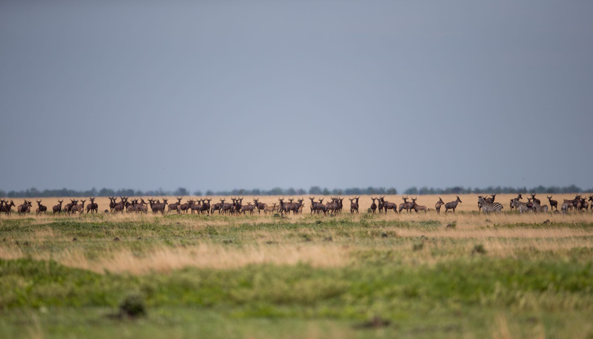 west zambia liuwa plains wildlife photography wildebeest migration