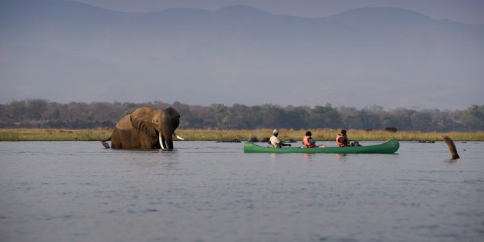zambezi expeditions mana pools canoe elephant