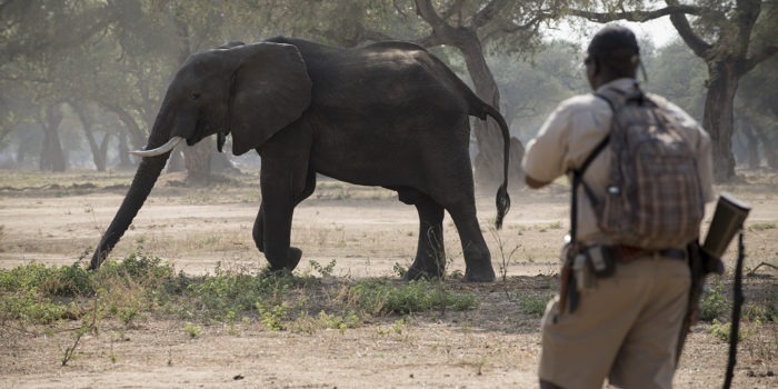 zambezi expeditions mana pools guide elephant walking