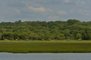 zambia kasanka Elephant Lake Wasa