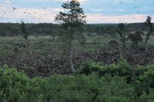 zambia kasanka bat migration views