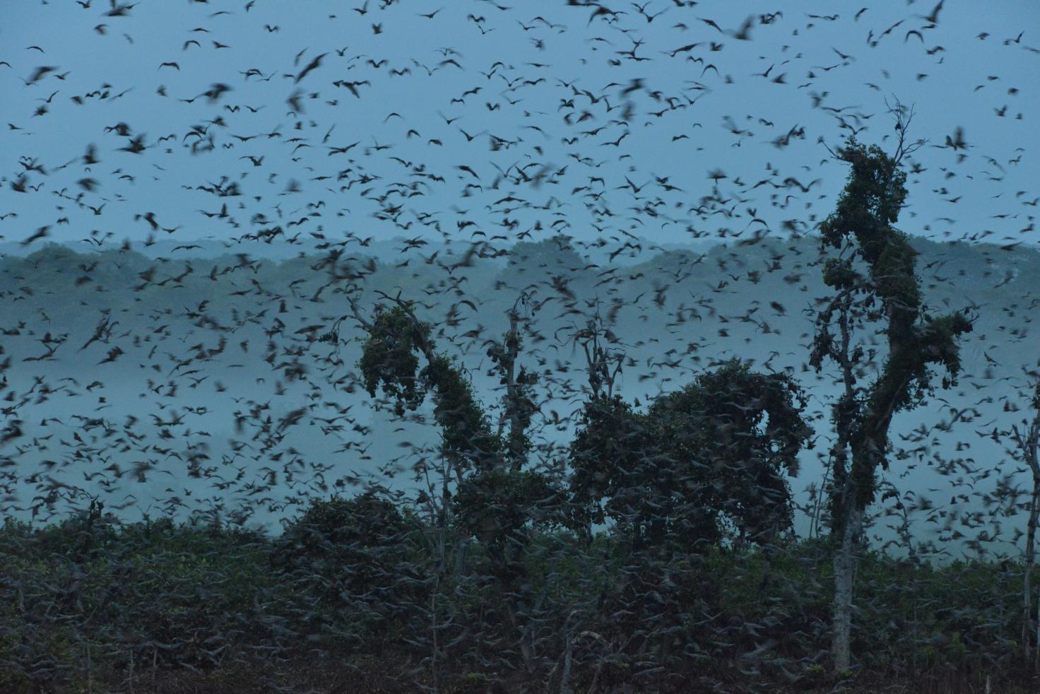 zambia kasanka biggest mammal migration bats