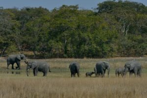 zambia kasanka elephant herd