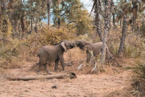 zambia lower zambezi chongwe frank and gesa safari elephant