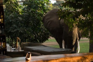 zambia lower zambezi drinks with elephants in camp