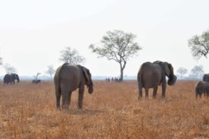 zambia luangwa valley elephant wlaking safari tracking