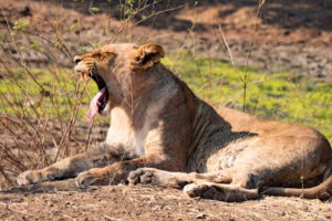 zambia luangwa valley lion yawning