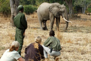 zambia south luangwa walking safari elephant close up