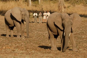 zambia south luangwa walking safari elephant encounter