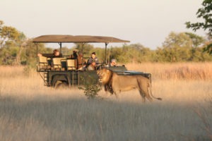 zimbabwe hwange lion game drive safari big five