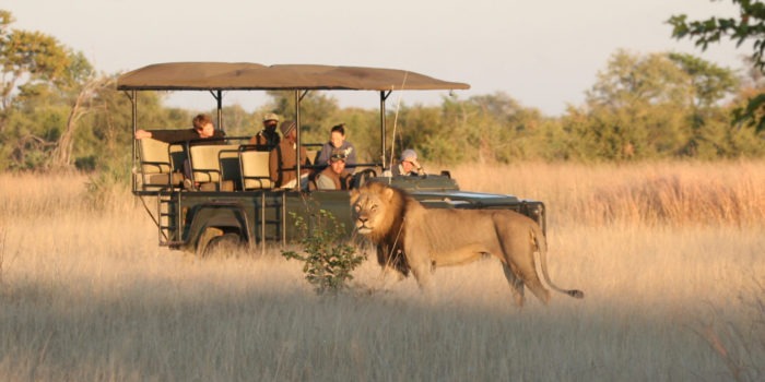zimbabwe hwange lion game drive safari big five