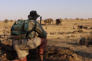 zimbabwe hwange walking safari