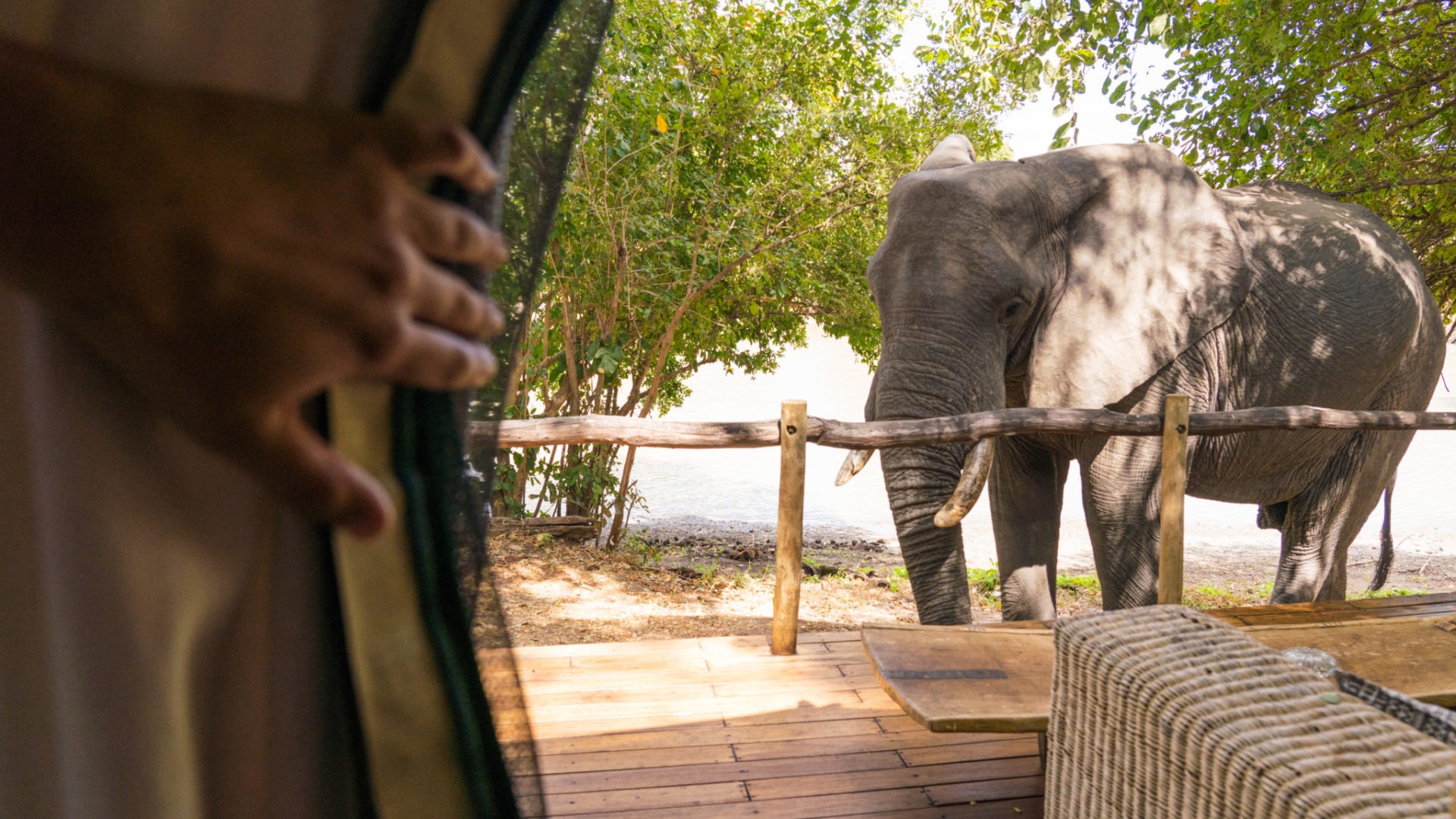zimbabwe mana pools elephant viewing from tent