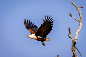 Eagle-Blog Doris Fotosafari Botswana13