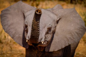 Elephant-Blog Doris Fotosafari Botswana22