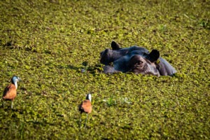 Hippo-Blog Doris Fotosafari Botswana29