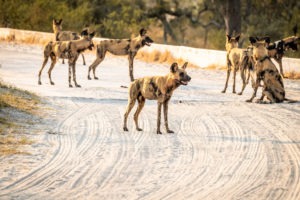 Wild-Dogs-Blog Doris Fotosafari Botswana42