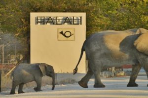 Halali Elephants