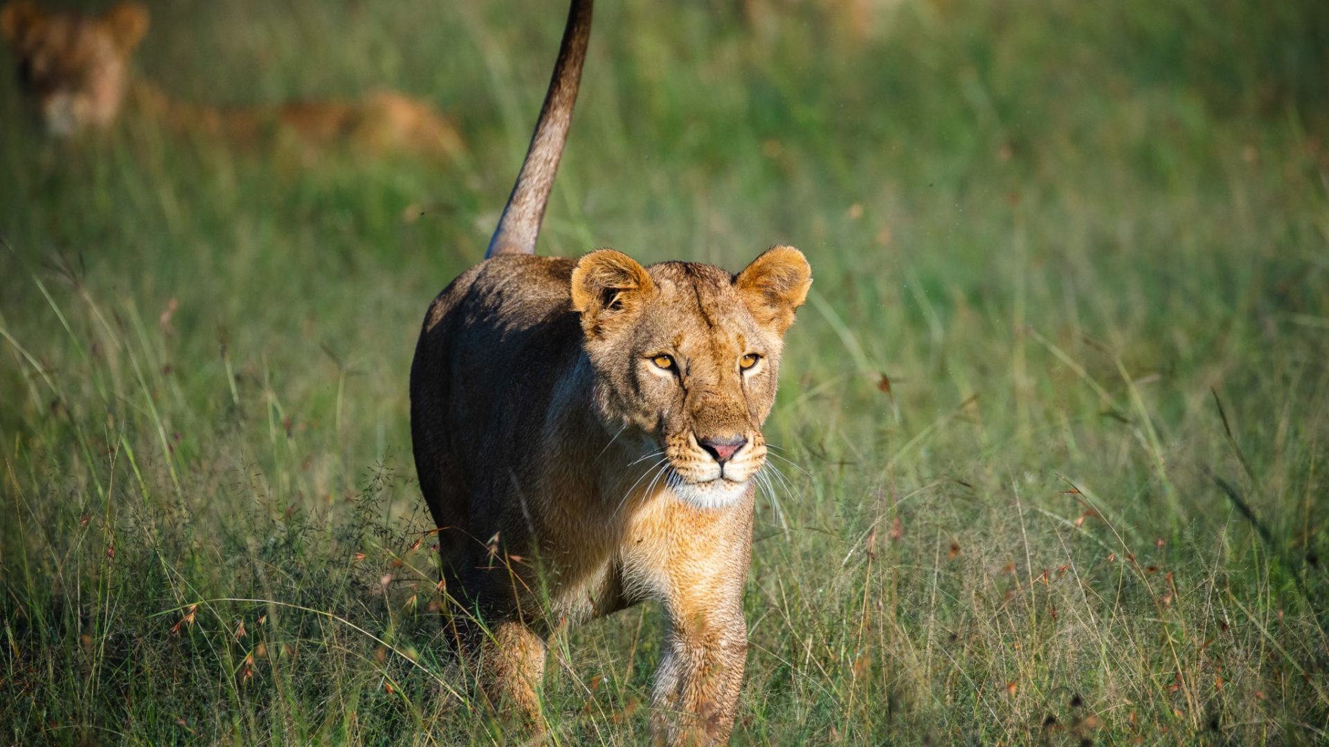 jason tanzania photo lioness