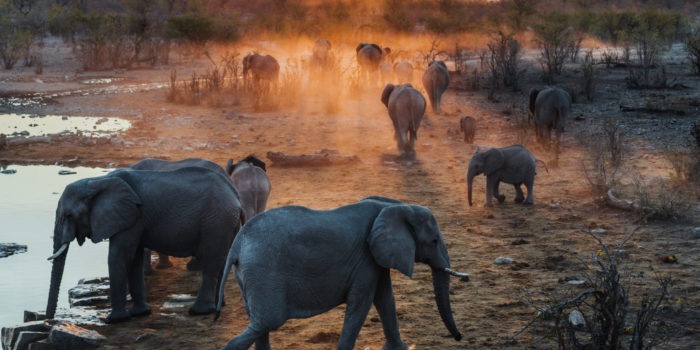 namibia photographic safari jason emilie guides 18