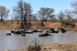 Rangerkurs Ecotraining Elefanten Jan