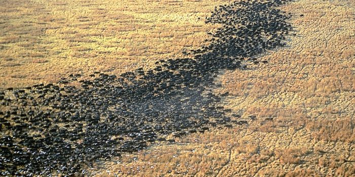 chada katavi buffaloes aerial