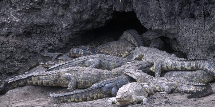 chada katavi crocodiles