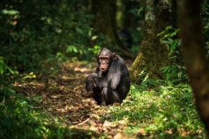 chimpanzee uganda primate trekking