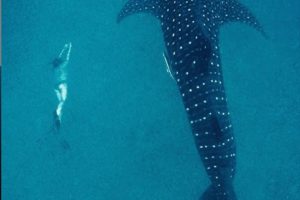 chole mjini mafia swimming sharks