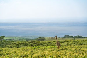 entamanu ngorongoro giraffe landscape