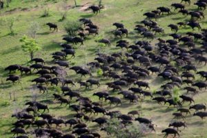 kiba point selous buffaloes aerial