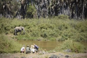 kichaka ruaha elephant encounter