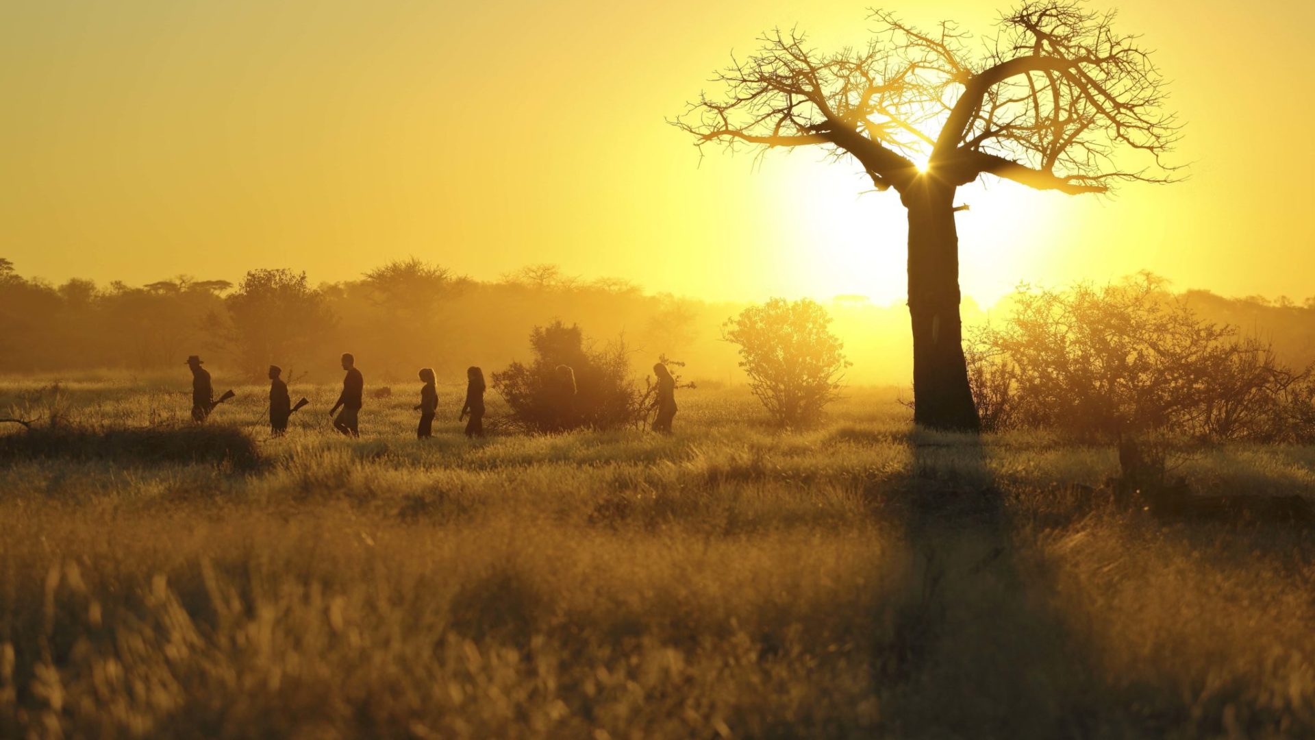 kichaka ruaha walking baobab