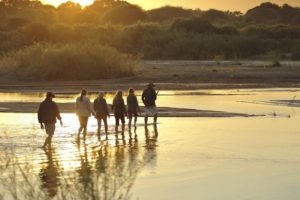 kichaka ruaha walking safaris river