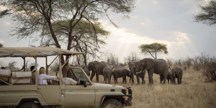 kigelia ruaha elephants