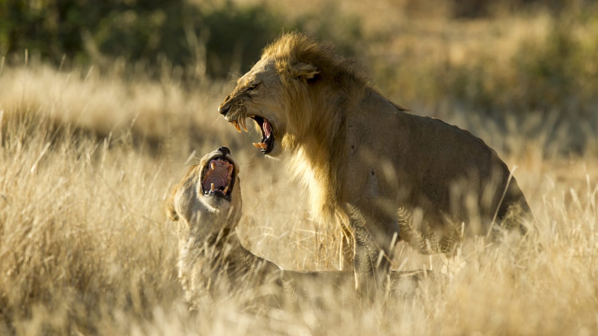 kigelia ruaha lions