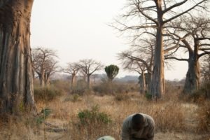kigelia ruaha walking safari