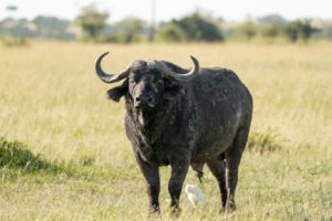 lamai serengeti buffalo