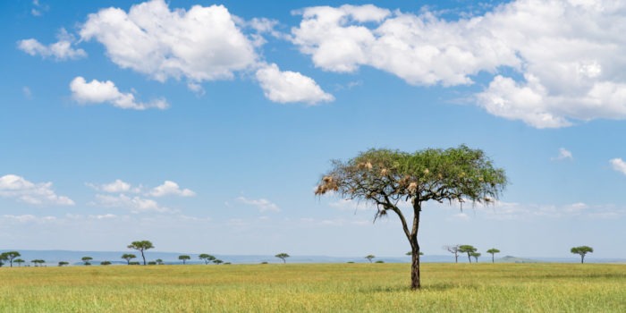 lamai serengeti landscape 1