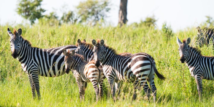 lamai serengeti zebra 1