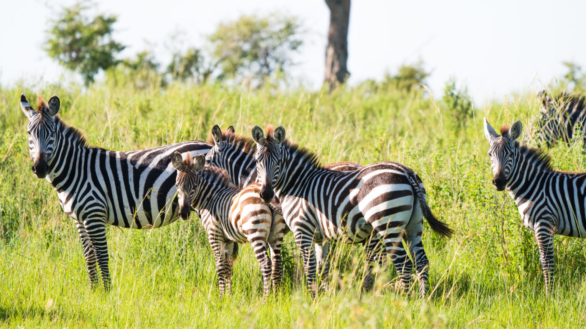 lamai serengeti zebra