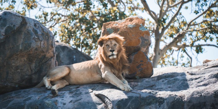 wayo walking camp serengeti lion