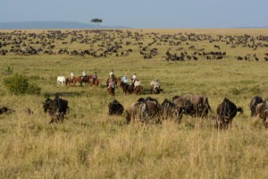 21 Miles of wildebeest