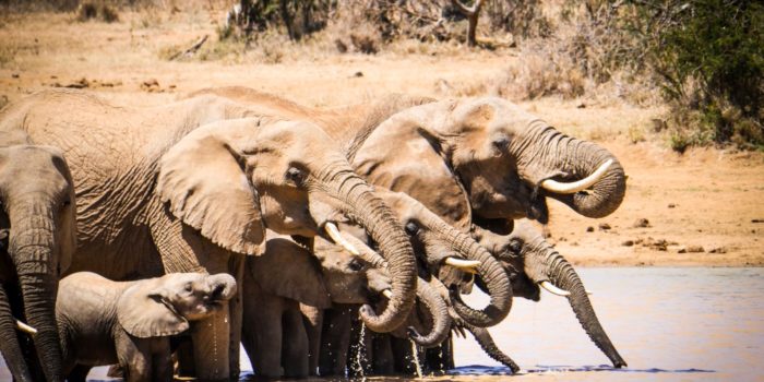 7Laikipia Kenya