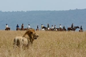 Horse Safari Lion alert