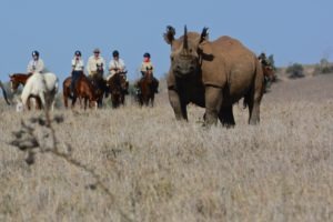Horse Safari Viewing Black Rhino
