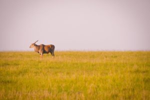 Masai Mara Kenya10