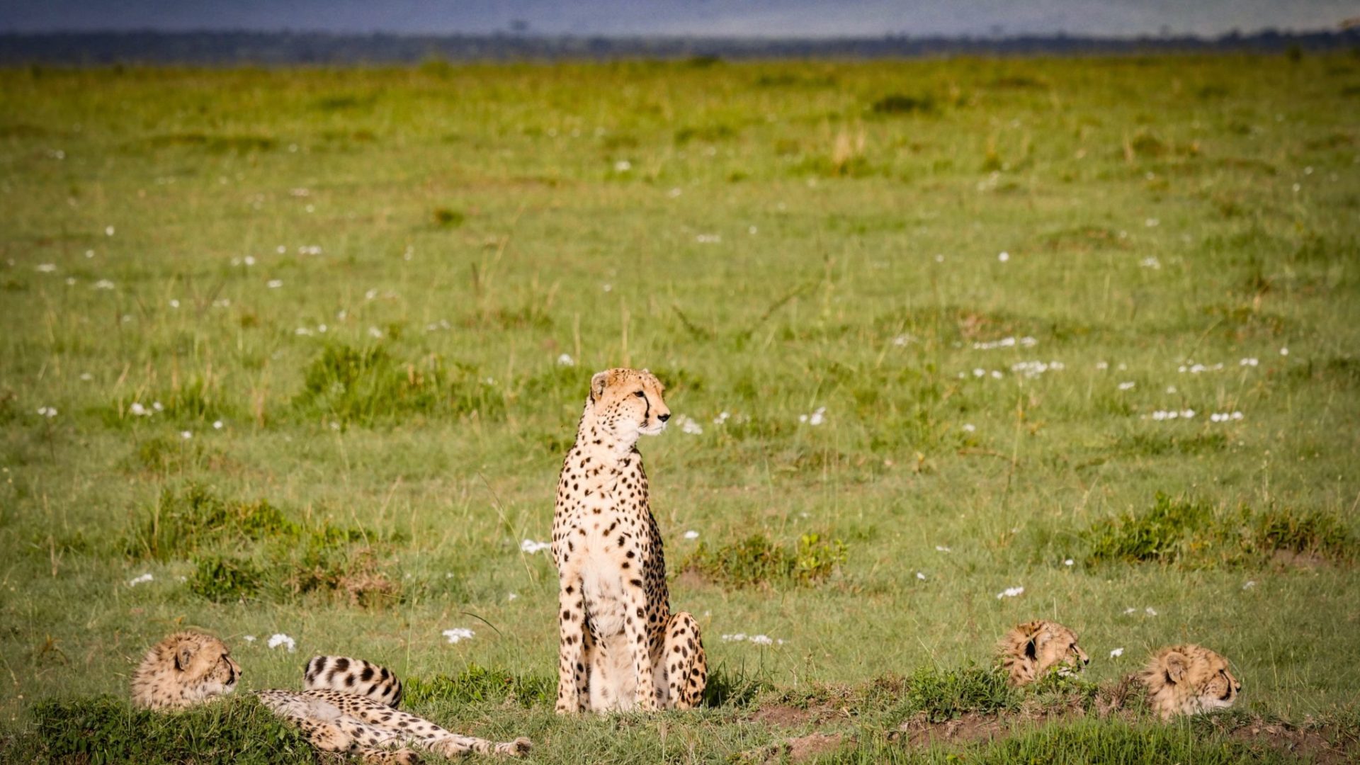 Masai Mara Kenya15