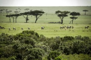 Masai Mara Kenya19