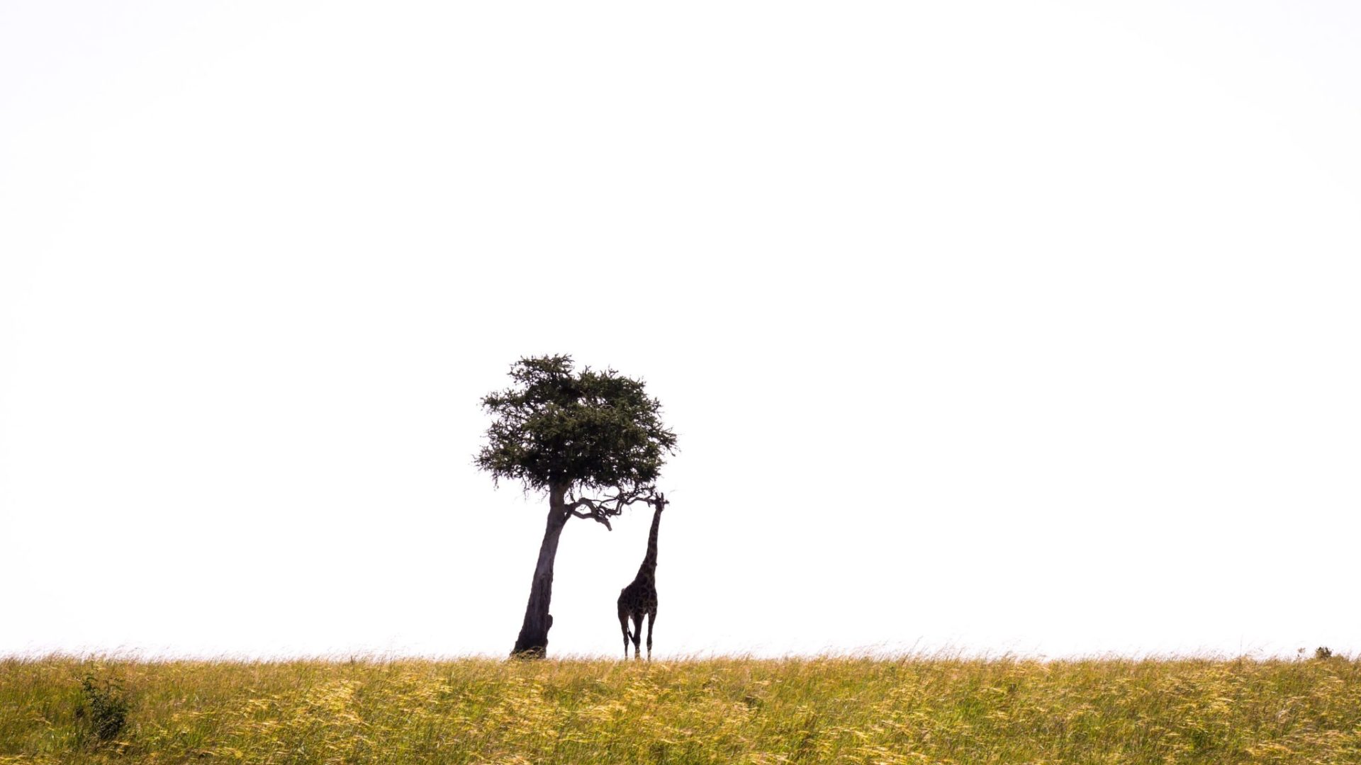 Masai Mara Kenya4